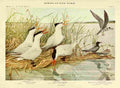 Fuertes Birds of NY 1914 Terns 2 A4 Photo Print