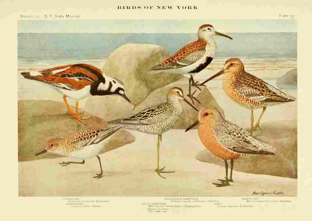 Fuertes Birds of NY 1914 Turnstone et al A4 Photo Print