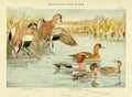Fuertes Birds of NY 1914 Widgeons A4 Photo Print