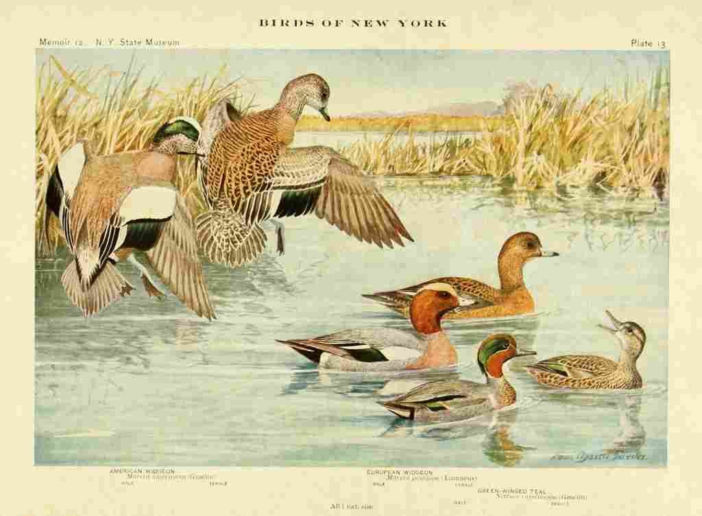 Fuertes Birds of NY 1914 Widgeons A4 Photo Print