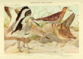 Fuertes Birds of NY 1914 Willet A4 Photo Print