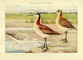 Fuertes Birds of NY 1914 Wilson Phalarope A4 Photo Print