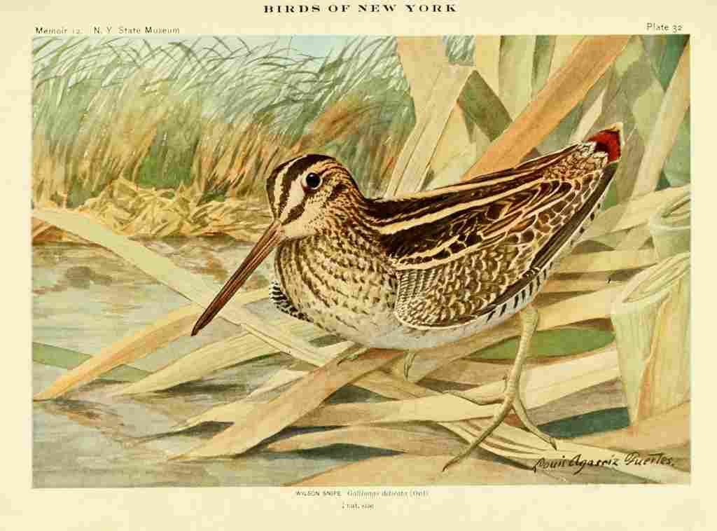 Fuertes Birds of NY 1914 Wilson Snipe A4 Photo Print