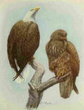 Fuertes Book of Birds 1921 Bald Eagle A4 Photo Print