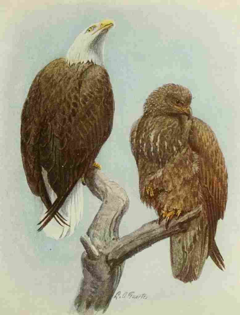 Fuertes Book of Birds 1921 Bald Eagle A4 Photo Print