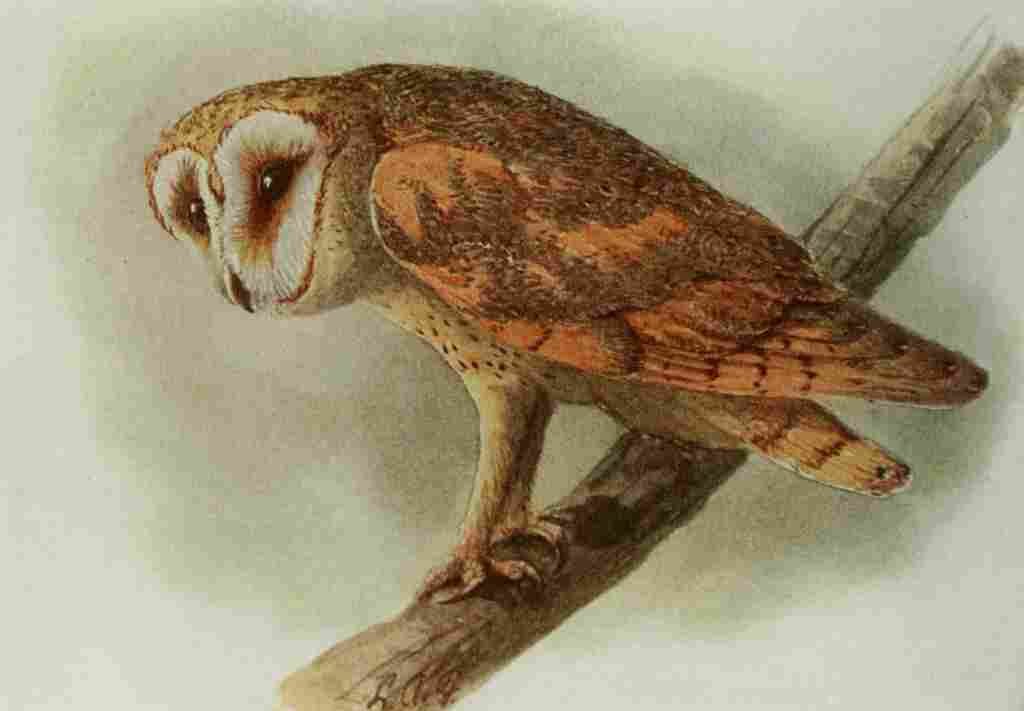 Fuertes Book of Birds 1921 Barn Owl A4 Photo Print