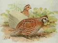 Fuertes Book of Birds 1921 Bob White A4 Photo Print