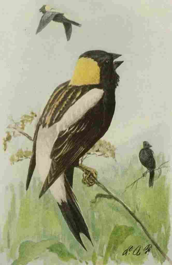 Fuertes Book of Birds 1921 Bobolink A4 Photo Print