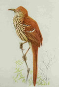 Fuertes Book of Birds 1921 Brown Thrasher A4 Photo Print