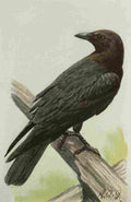 Fuertes Book of Birds 1921 Common Crow A4 Photo Print