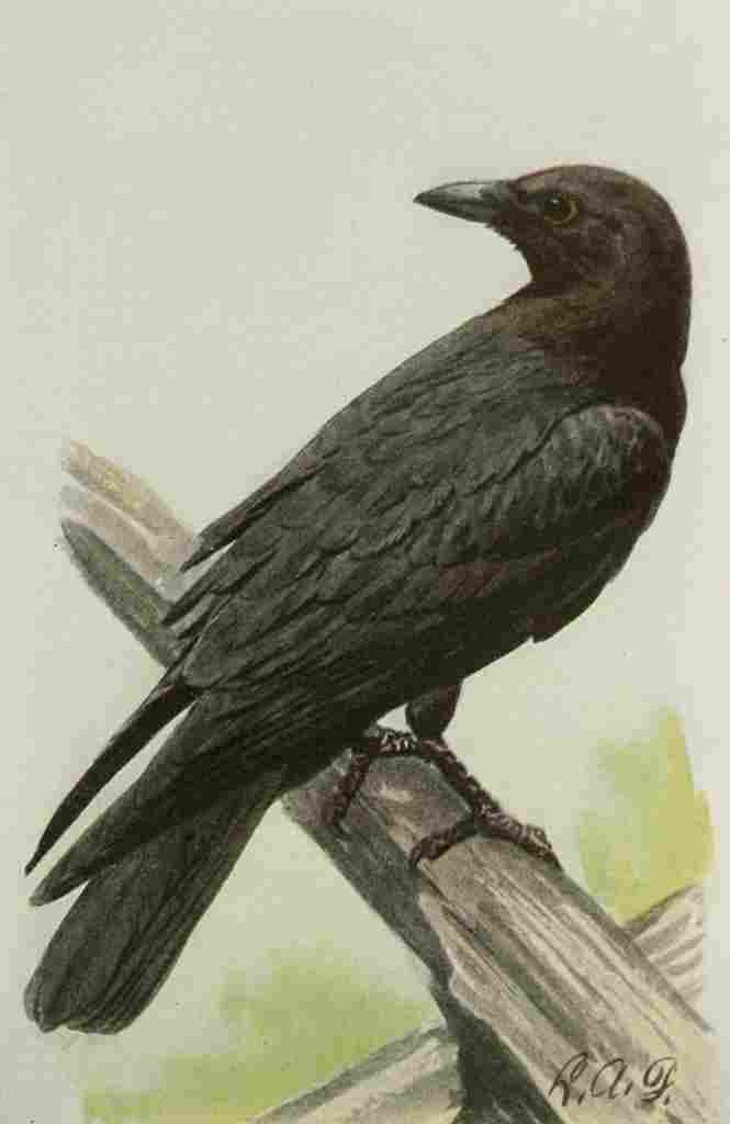 Fuertes Book of Birds 1921 Common Crow A4 Photo Print