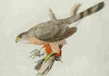 Fuertes Book of Birds 1921 Coopers Hawk A4 Photo Print