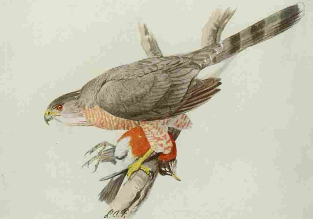 Fuertes Book of Birds 1921 Coopers Hawk A4 Photo Print