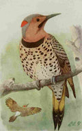 Fuertes Book of Birds 1921 Flicker A4 Photo Print