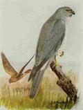 Fuertes Book of Birds 1921 Marsh Hawk A4 Photo Print