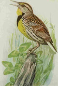 Fuertes Book of Birds 1921 Meadowlark A4 Photo Print