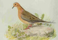 Fuertes Book of Birds 1921 Mourning Dove A4 Photo Print