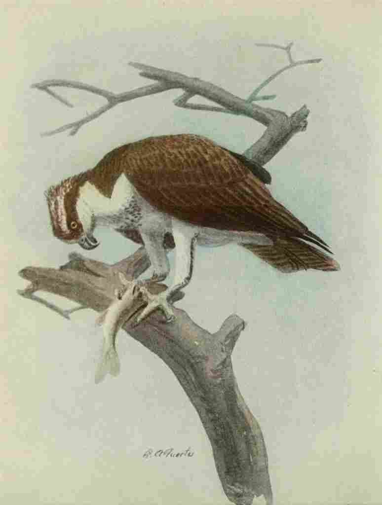 Fuertes Book of Birds 1921 Osprey A4 Photo Print