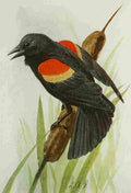 Fuertes Book of Birds 1921 Red winged Blackbird A4 Photo Print