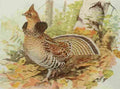 Fuertes Book of Birds 1921 Ruffed Grouse A4 Photo Print
