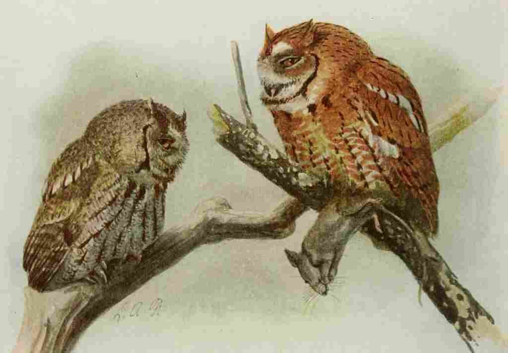 Fuertes Book of Birds 1921 Screech Owl A4 Photo Print