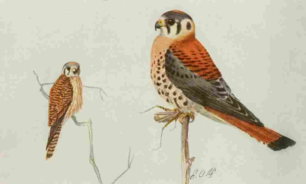 Fuertes Book of Birds 1921 Sparrow Hawk A4 Photo Print