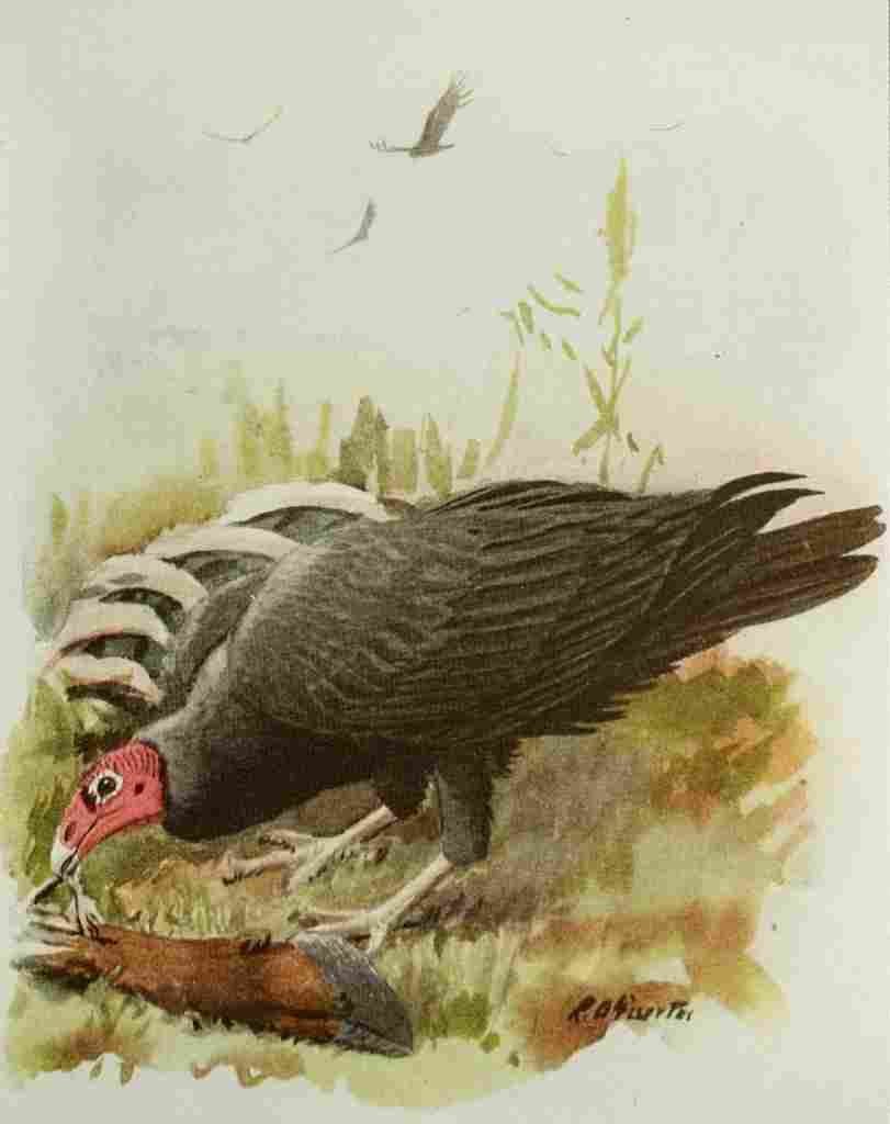 Fuertes Book of Birds 1921 Turkey Buzzard A4 Photo Print