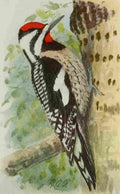 Fuertes Book of Birds 1921 Yellow bellied Sapsucker A4 Photo Print