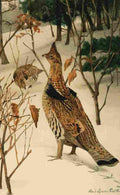 Fuertes Bulletin Dept 1905 Ruffed Grouse A4 Photo Print