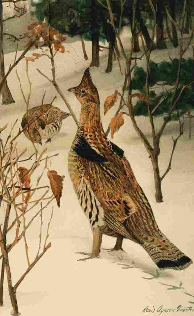 Fuertes Bulletin Dept 1905 Ruffed Grouse A4 Photo Print