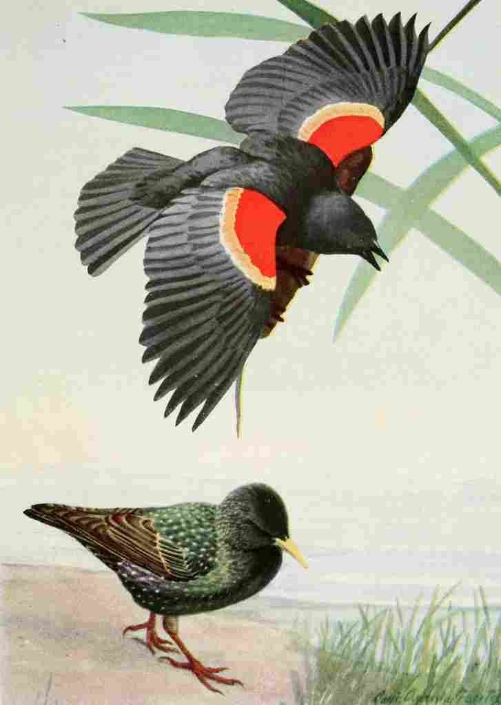 Fuertes Burgess Bird Blackbird & Starling A4 Photo Print