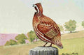 Fuertes Burgess Bird Bob White A4 Photo Print