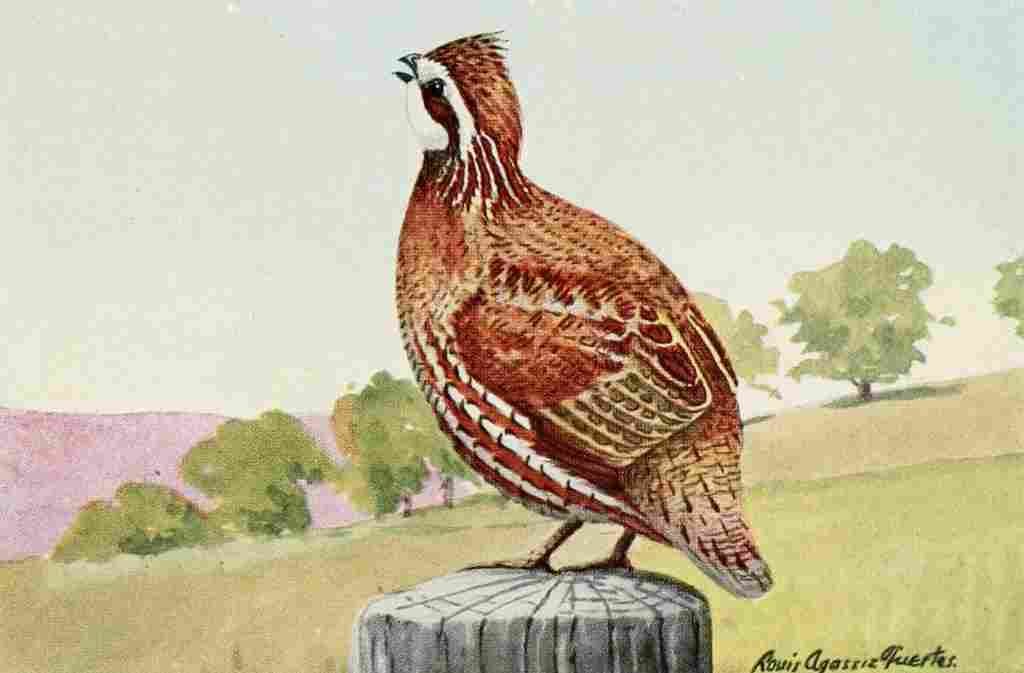 Fuertes Burgess Bird Bob White A4 Photo Print
