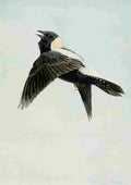 Fuertes Burgess Bird Bobolink A4 Photo Print
