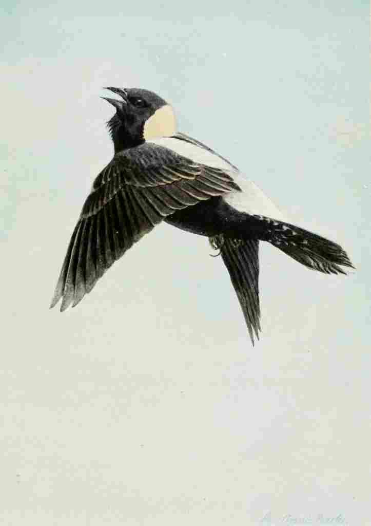 Fuertes Burgess Bird Bobolink A4 Photo Print