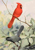 Fuertes Burgess Bird Cardinal & Catbird A4 Photo Print