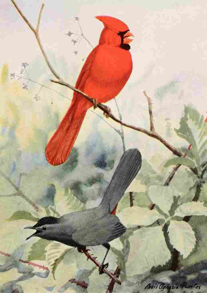 Fuertes Burgess Bird Cardinal & Catbird A4 Photo Print