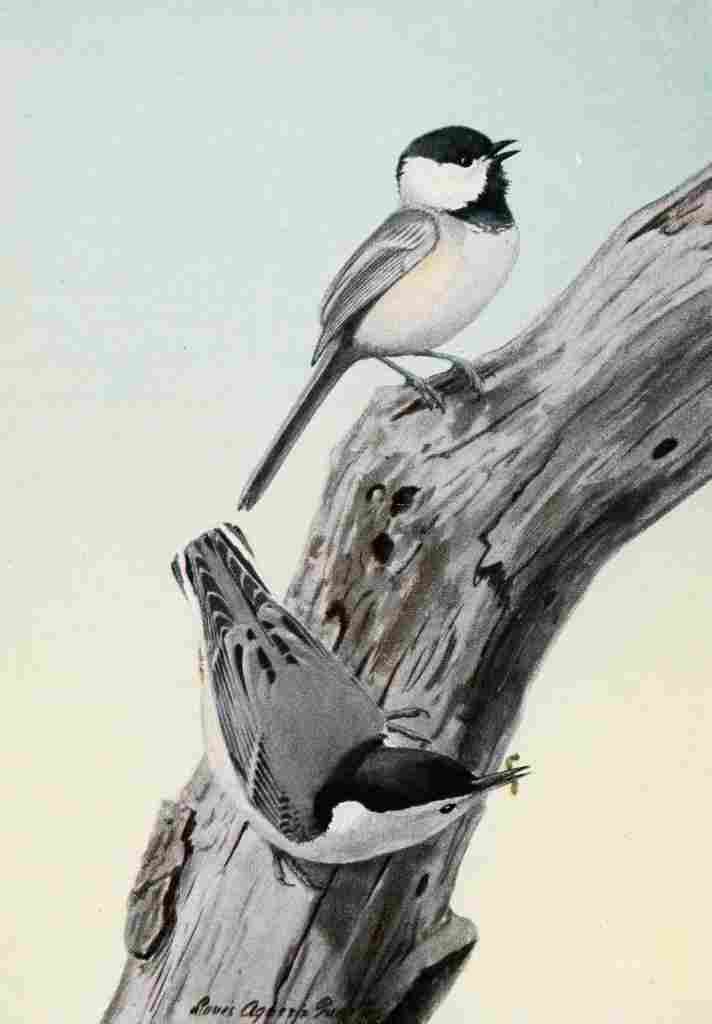 Fuertes Burgess Bird Chickadee & Nuthatch A4 Photo Print