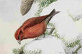 Fuertes Burgess Bird Crossbill A4 Photo Print
