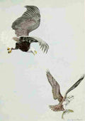 Fuertes Burgess Bird Eagle & Osprey A4 Photo Print