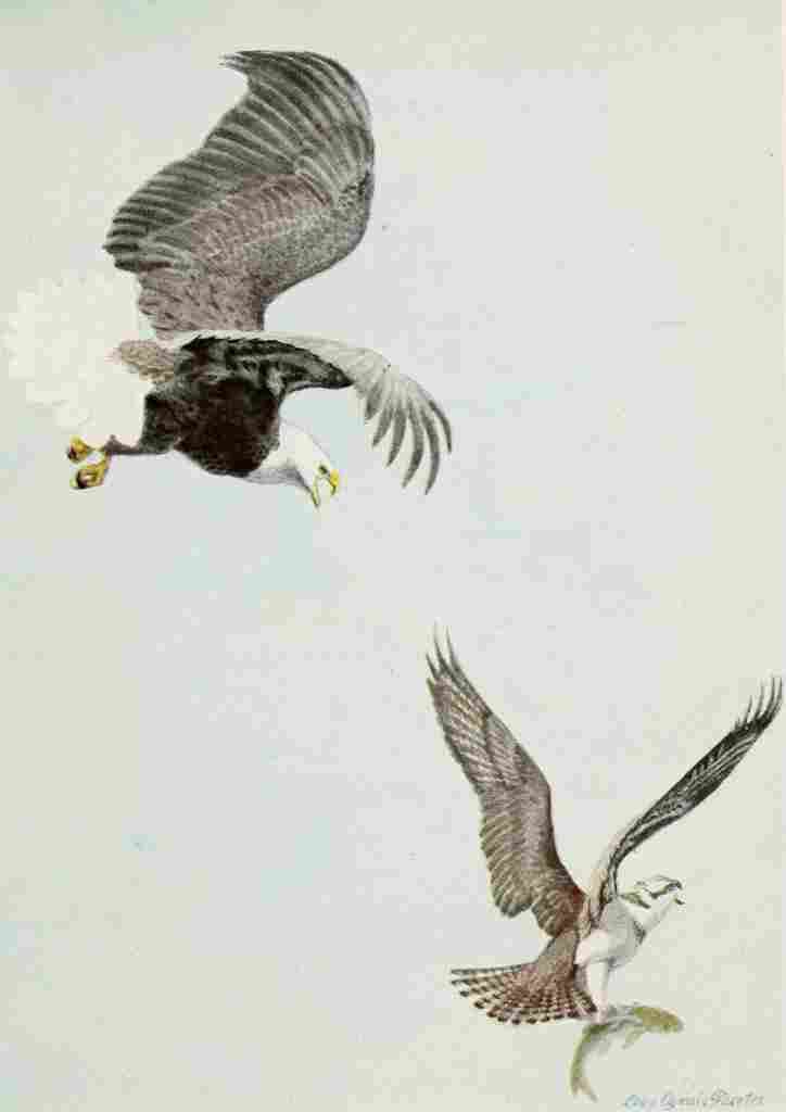 Fuertes Burgess Bird Eagle & Osprey A4 Photo Print