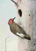 Fuertes Burgess Bird Flicker A4 Photo Print