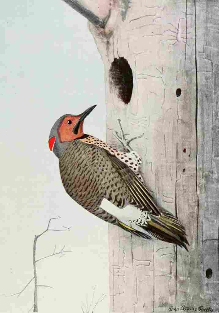 Fuertes Burgess Bird Flicker A4 Photo Print