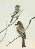 Fuertes Burgess Bird Flycatcher & Phoebe A4 Photo Print