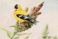 Fuertes Burgess Bird Goldfinch A4 Photo Print
