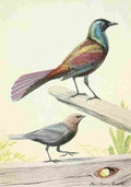 Fuertes Burgess Bird Grackle & Cowbird A4 Photo Print