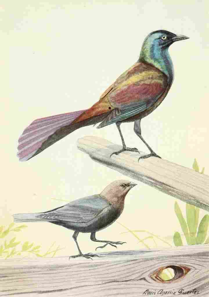 Fuertes Burgess Bird Grackle & Cowbird A4 Photo Print