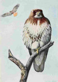 Fuertes Burgess Bird Hawk A4 Photo Print