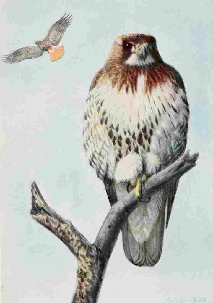 Fuertes Burgess Bird Hawk A4 Photo Print