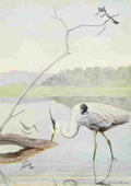 Fuertes Burgess Bird Kingfisher Spiper Heron A4 Photo Print